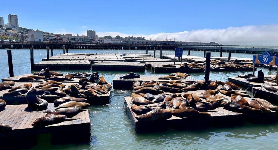 Zee olifanten groepsreis Californië